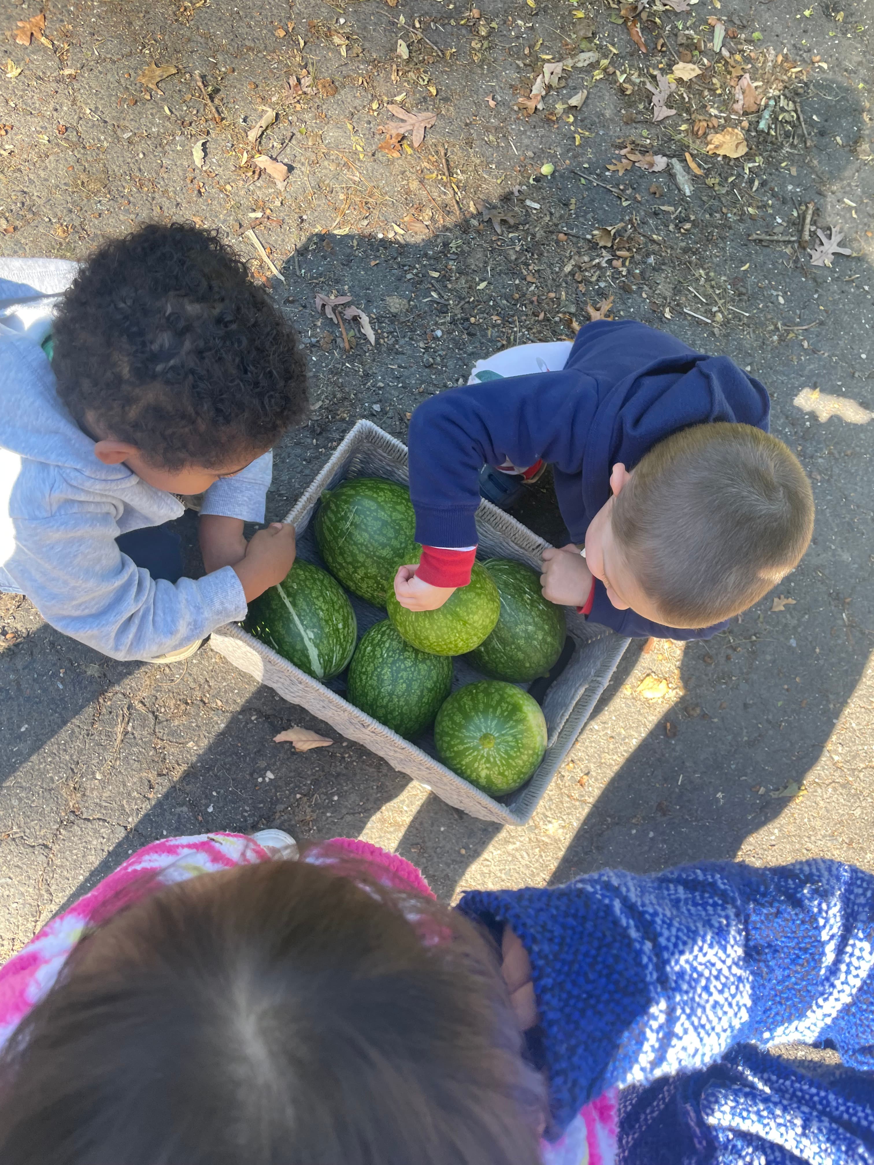 Fall Harvest